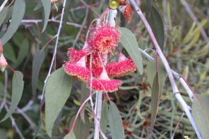 Eucalyptus caesia - Arthur Chapman (CC BY-NC-SA 4.0)