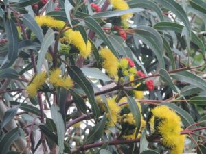 Eucalyptus erythrocorys - annalanigan (CC BY-NC-SA 4.0)
