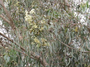 Eucalyptus gomphocephala - felicityspear (CC BY-NC 4.0).jpg