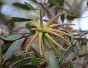 Eucalyptus lehmannii (CC BY-NC 4.0) chrisclarke25