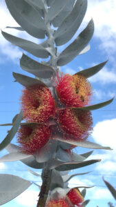 Eucalyptus macrocarpa (CC BY-NC 4.0) stevo 6154