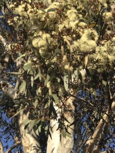 Eucalyptus wandoo (CC BY 4.0) hjcjim