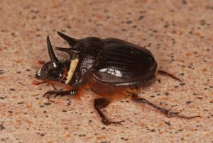 Onthophagus ferox - Linda Rogan (CC BY-NC-SA 4.0)