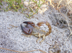 Sand Scorpion 2, Urodacus novaehollandiae. Sian Mawson