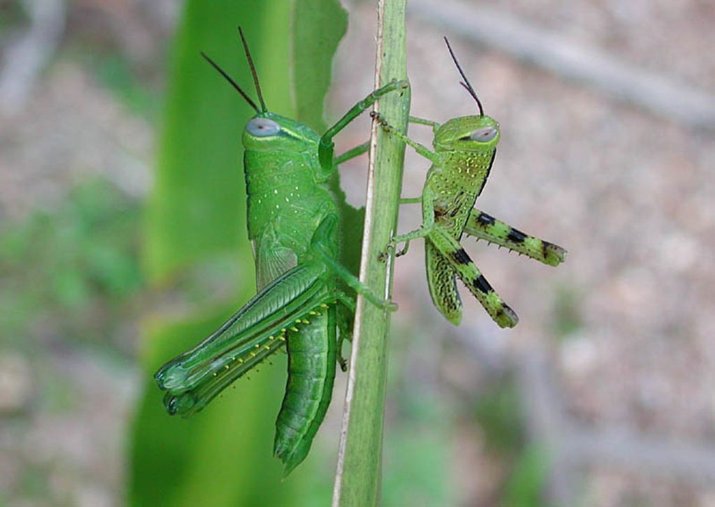Native Grasshoppers • Rewild Perth